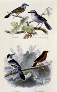 Doğal tarih panosu: Kuşlar: Ekorcheur, gri greche pastası, vanga ve gonolek - “” Works of Buffon””, T.5, ed. Sigara Jouvet & Cie by Unknown artist