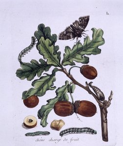 Meşe meyvesi: meşe palamudu, kelebekler ve tırtıllar by Unknown artist
