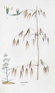 Yulaf by Unknown artist