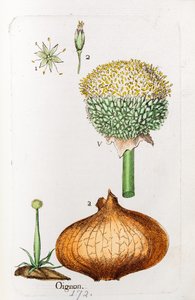 Soğan by Unknown artist