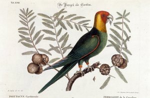 Ornitoloji: Carolina papağanı. (Psittacus caroliniensis) by Unknown artist