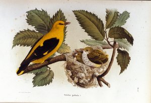 Ornitoloji: yavrusunun yuvasına yakın bir loriot. by Unknown artist