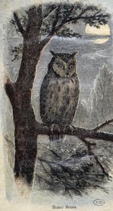 Baykuş by Unknown artist