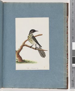 Sayfa 100. New Holland Honeyeater. Certhia Nova Hollandiae by Unknown artist
