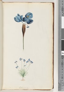 Sayfa 10. Pattersonia by Unknown artist