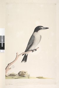 Sayfa 10. Vanga. alt merkezde farklı elde Doğal boyutta, iris şüpheli Gray Butcherbird Cracticus torquatus erkek, 1791-92 by Unknown artist