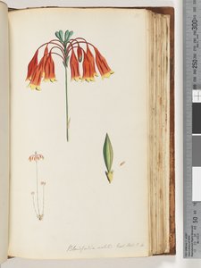Sayfa 111. Blandfordia nobilis Exot. Bot. T. 4. Noel Çanı by Unknown artist