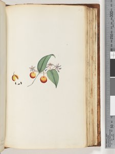 Sayfa 113. Ağaçlarla iç içe olan bir Creeper veya Woodbine by Unknown artist