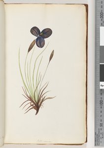Sayfa 11. Pattersonia by Unknown artist