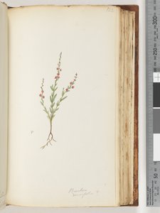 Sayfa 122. Baeckea densifolia, muhtemelen by Unknown artist