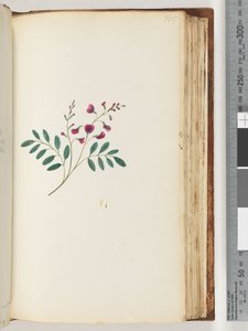 Sayfa 125. Tanımlanamayan bitki by Unknown artist
