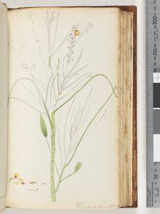 Sayfa 126. Viminaria denudata