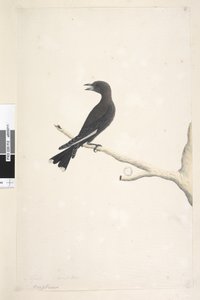 Sayfa 12. Ocypterus. yukarıdaki başlık farklı bir elde Nisan,  doğal boyut Dusky Wood, Swallow Artamus cyanopterus, 1791-92 by Unknown artist