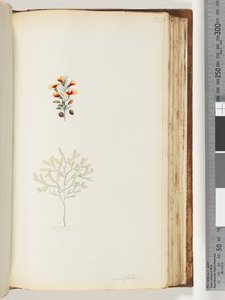Sayfa 132. Ericifolia by Unknown artist