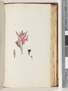 Sayfa 139. Adsız çiçekli bitki by Unknown artist