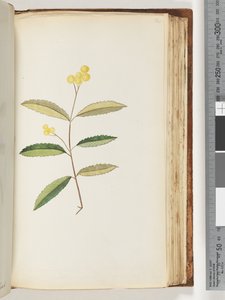 Sayfa 140. Tanımlanamayan çiçek, Ekim 1794 by Unknown artist