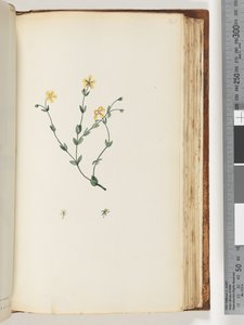 Sayfa 141. Tanımlanamayan bitki by Unknown artist