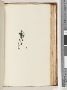 Sayfa 143. Tanımlanamayan bitki by Unknown artist