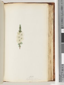 Sayfa 145. Alela / Leptospermum ambiguum by Unknown artist