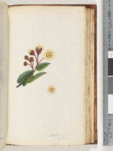 Sayfa 147. Metrosideros hispida by Unknown artist