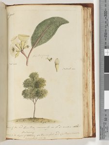 Sayfa 149. Doğal Boyut, Kırmızı Sakız Ağacının Bir Türü, yaygın olarak N.S.W
