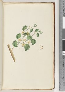 Sayfa 14. Tanımlanamayan bitki by Unknown artist