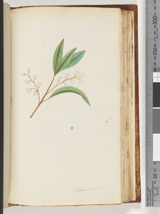 Sayfa 150. Elaeocarpus by Unknown artist