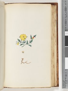 Sayfa 153. Tanımlanamayan bitki by Unknown artist