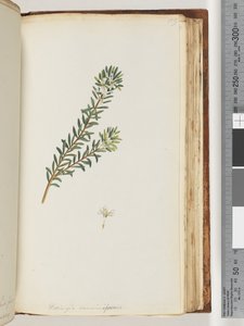 Sayfa 159. Westringea rosmariniformis by Unknown artist