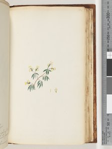 Sayfa 162. Tanımlanamayan bitki by Unknown artist