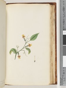 Sayfa 168. Tanımlanamayan bitki by Unknown artist