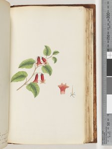 Sayfa 169. İsimsiz Çiçekli Bitki by Unknown artist