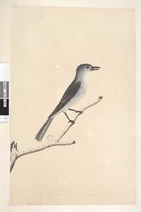 Sayfa 16. Farklı elde alt kenar boyunca Ceblephyris Çizimin alındığı Kuş ile aynı boyutta. Nisan Gri Örümcek Pamukçuk Colluricincla armonika, 1791-92 by Unknown artist