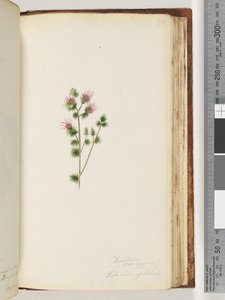 Sayfa 170. Decandria monogynia. Bankaların Kalmoides by Unknown