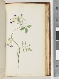 Sayfa 171. Bignonia australis H.K. by Unknown artist