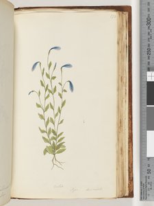 Sayfa 173. Menekşe. Pigia, Decandolli by Unknown artist