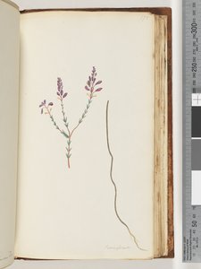 Sayfa 175. Comaspernia by Unknown artist