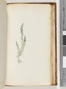 Sayfa 176. Tanımlanamayan bitki by Unknown artist