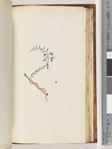 Sayfa 177. Tanımlanamayan bitki by Unknown artist