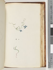Sayfa 178. Tanımlanamayan bitki by Unknown artist