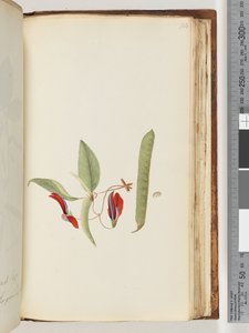 Sayfa 184. Creepers veya Woodbines by Unknown artist