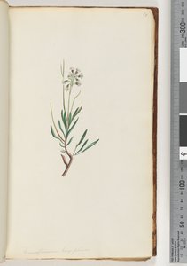 Sayfa 18. Conospermum longifolium Uzun, yaprak Koni Tohumları by Unknown artist