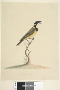 Sayfa 18. Doğal boyut Golden Whistler Pachycephala pektoralis, erkek, 1791-92 by Unknown artist