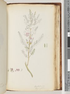 Sayfa 190. Melaleuca thymifolia / Kekik Balı, mersin by Unknown artist