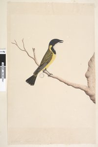 Sayfa 19. Nisan. Doğal boy Golden Whistler Pachycephala pektoralis, erkek, 1791-92 by Unknown artist