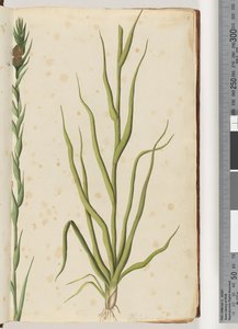 Sayfa 1. Philydrum lanuginosum by Unknown artist
