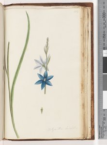 Sayfa 204. Thelymitra ixiodes / Benekli Güneş Orkidesi by Unknown artist