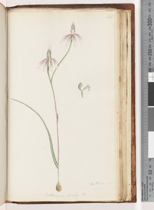 Sayfa 208. Arethusa sertifikası var mı? Caladenia carnea Br / Pembe Parmak Orkide by Unknown artist