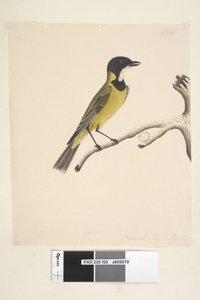 Sayfa 20. Doğal boyut. Nisan Golden Whistler Pachycephala pektoralis, erkek, 1791-92 by Unknown artist