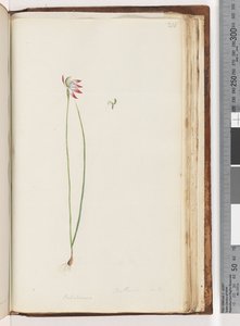 Sayfa 210. Arethusa sertifikası var mı? / Caladenia by Unknown artist